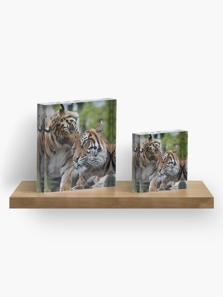 Alternate view of Tigers showing affection Acrylic Block