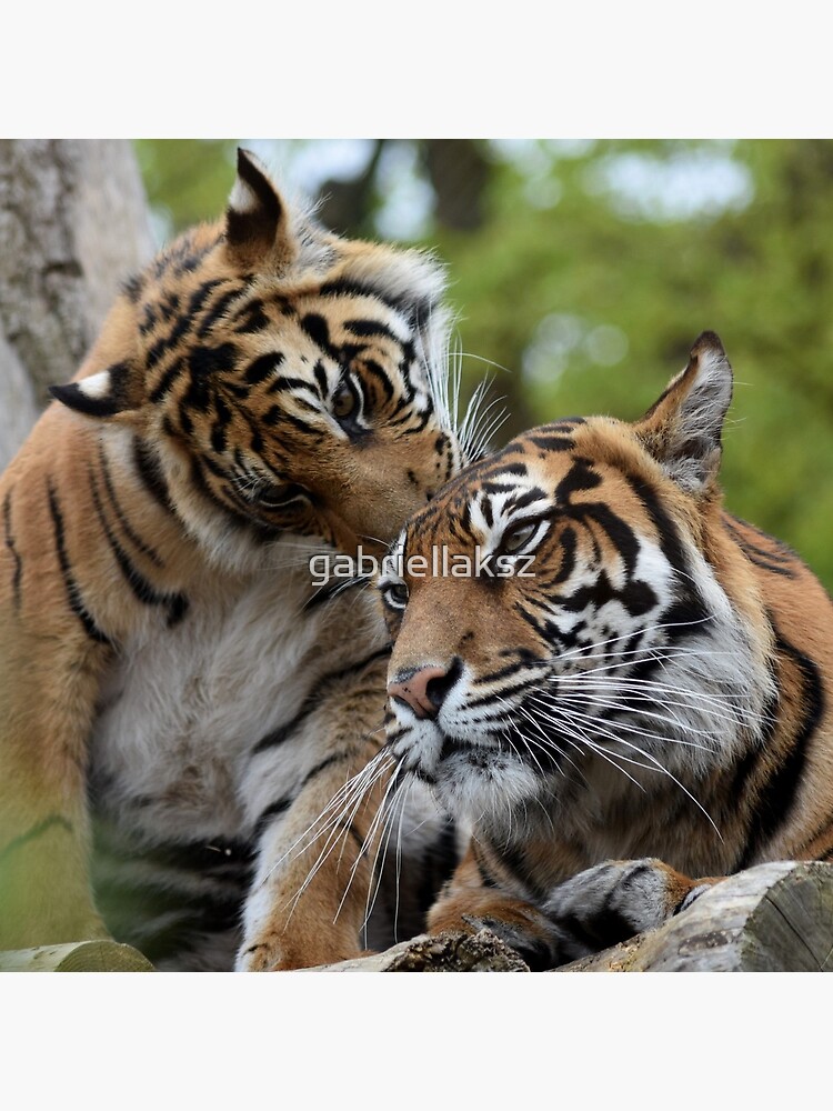 Tigers showing affection by gabriellaksz