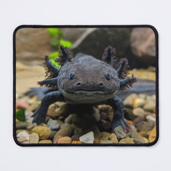 Item preview, Axolotl designed and sold by rootedrender.