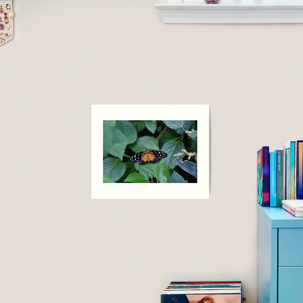 Tiger longwing butterfly Art Print