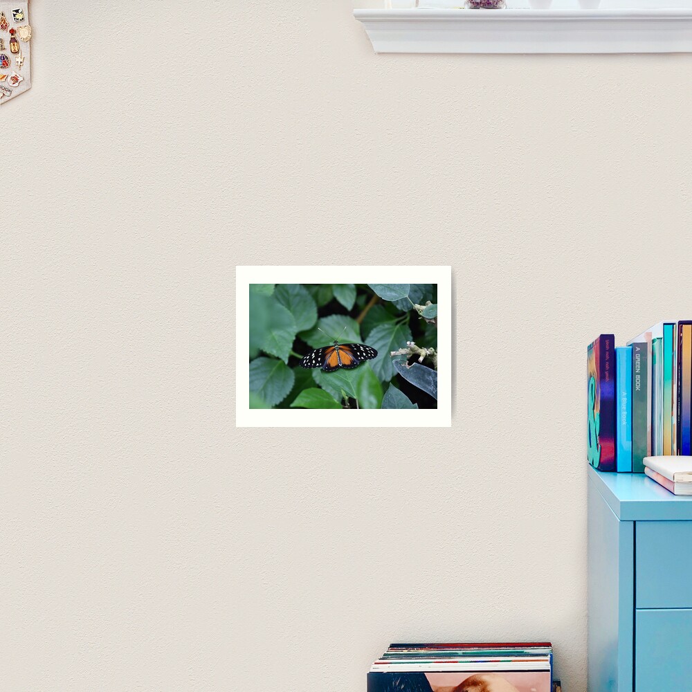 Tiger longwing butterfly Art Print