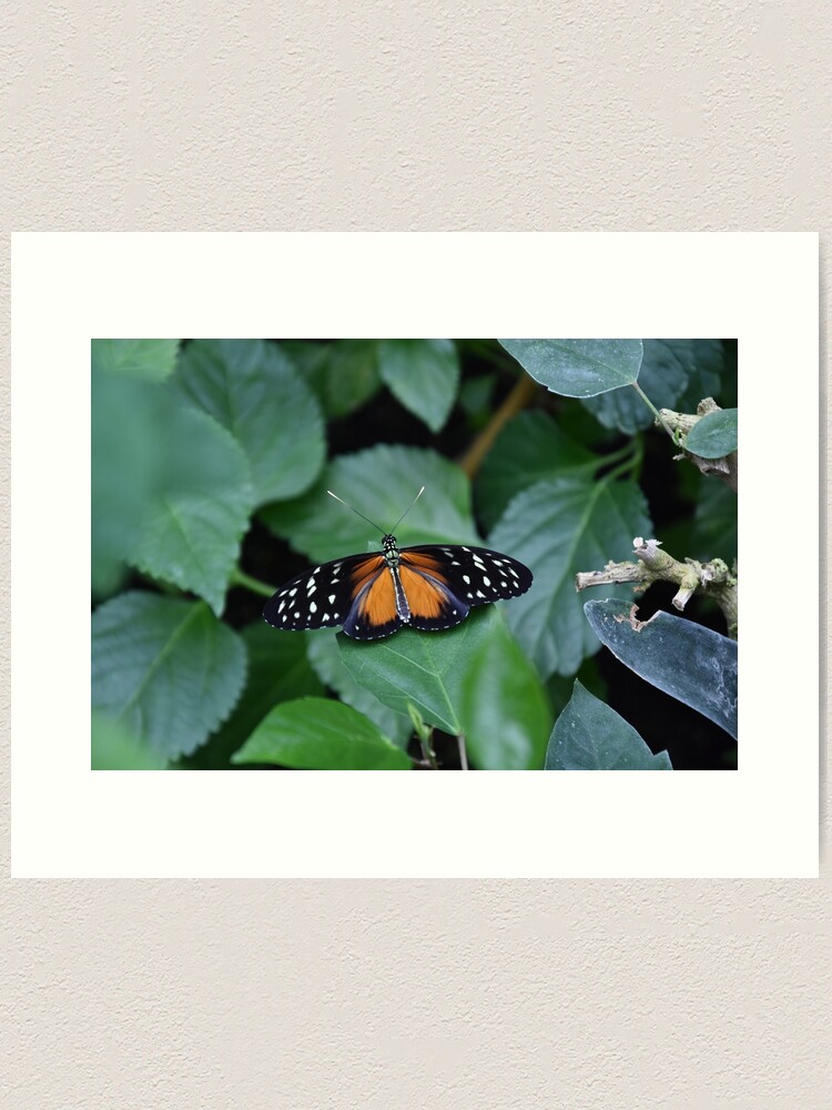 Alternate view of Tiger longwing butterfly Art Print