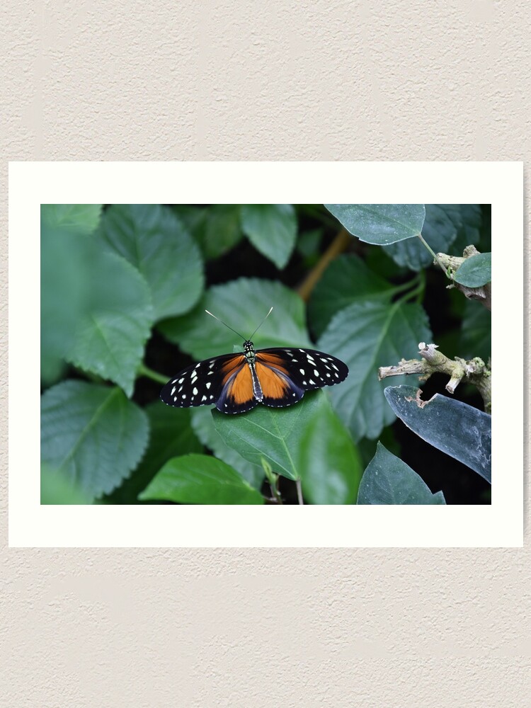 Alternate view of Tiger longwing butterfly Art Print