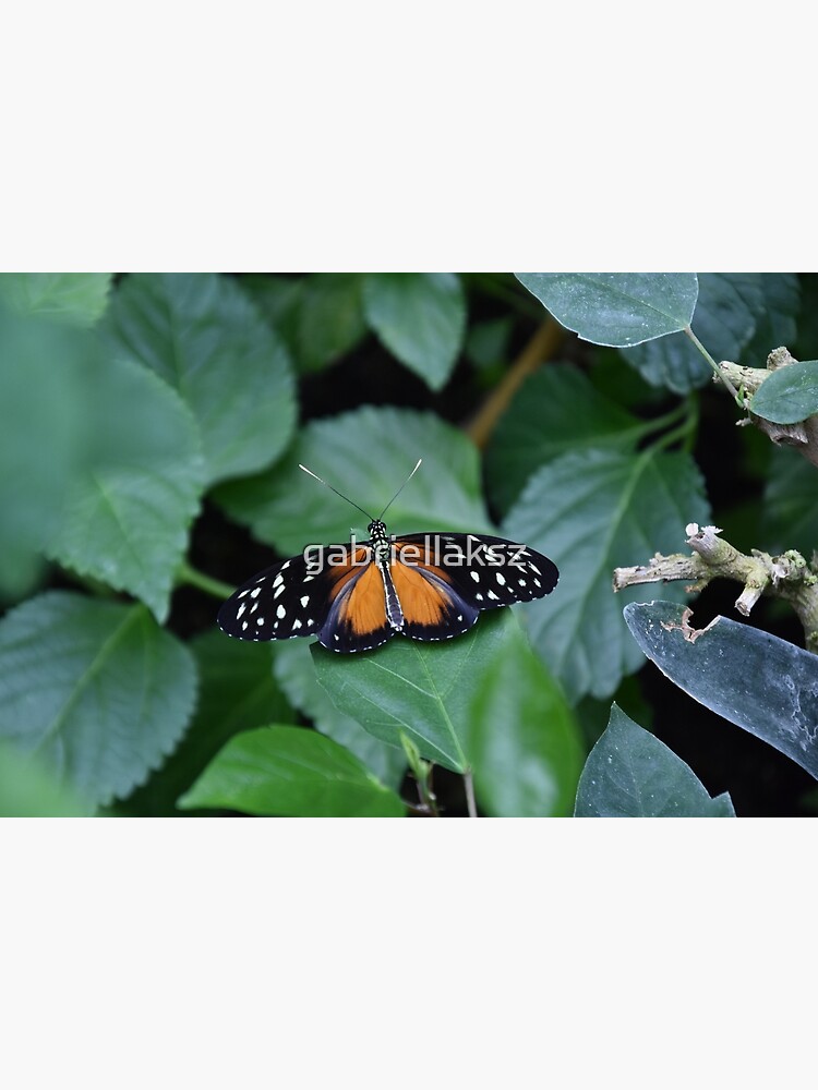 Tiger longwing butterfly by gabriellaksz
