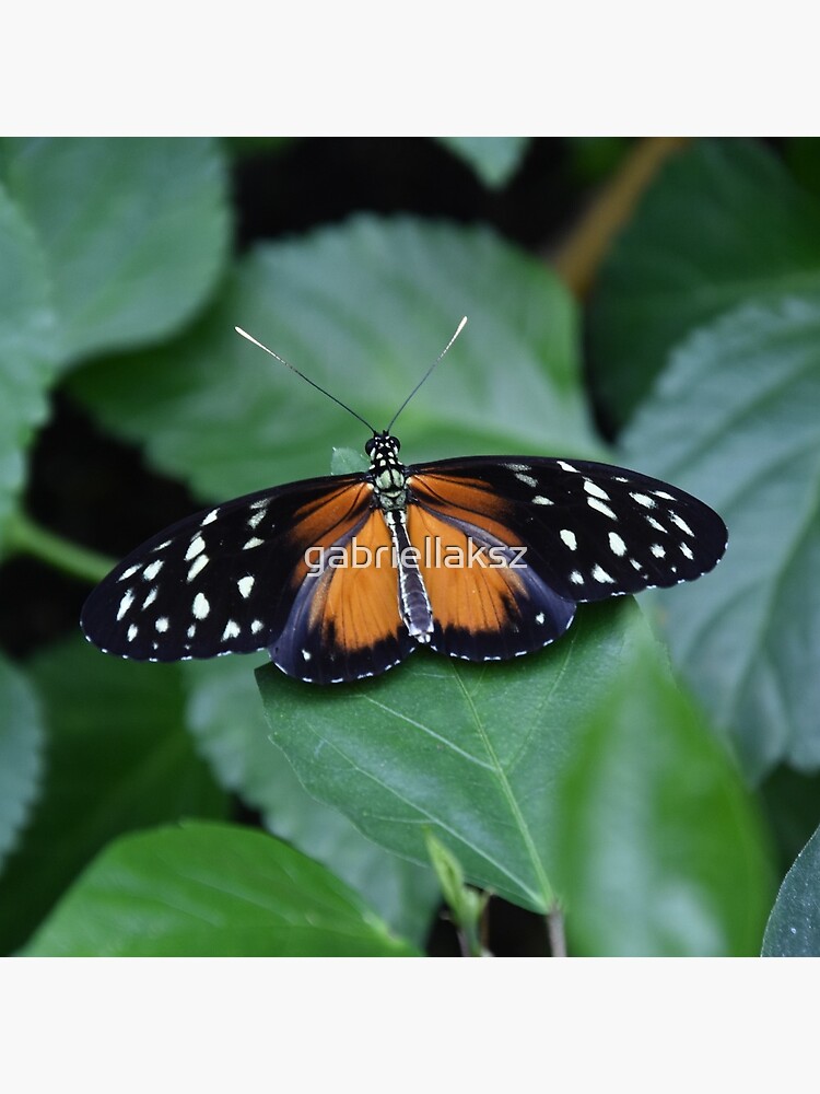 Tiger longwing butterfly by gabriellaksz