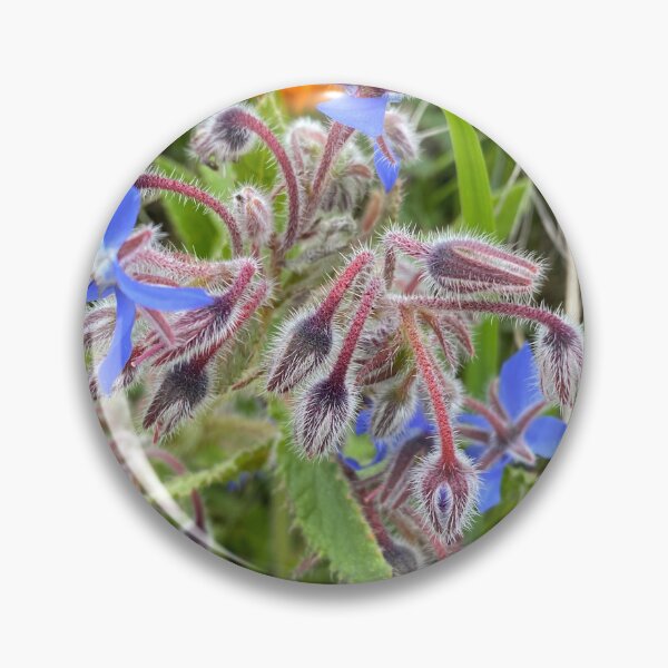 Item preview, Borage designed and sold by AHELENE.