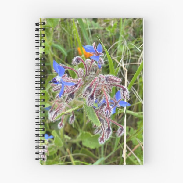 Item preview, Borage designed and sold by AHELENE.
