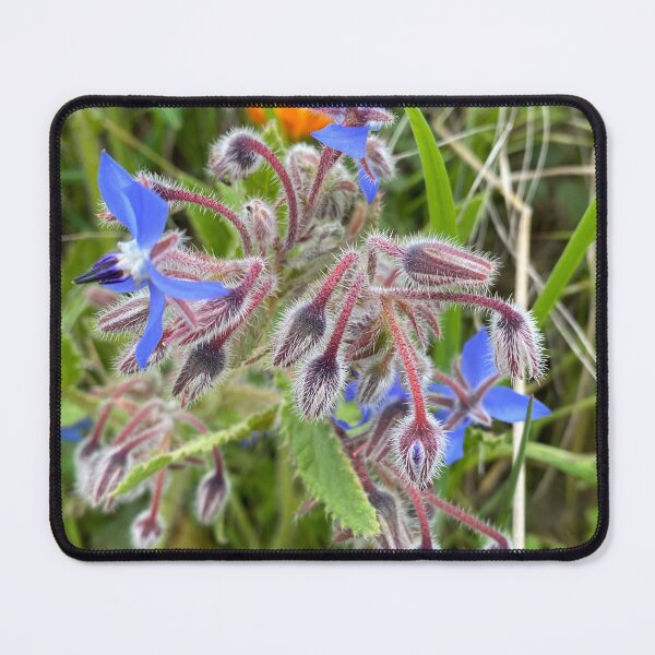 Item preview, Borage designed and sold by AHELENE.