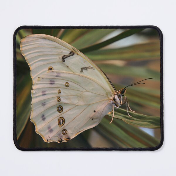 Item preview, White morpho designed and sold by rootedrender.