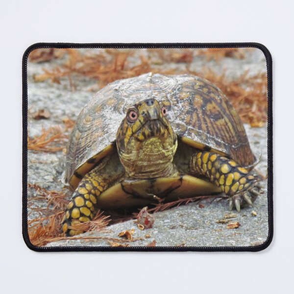 Item preview, Eastern Box Turtle designed and sold by Cynthia48.
