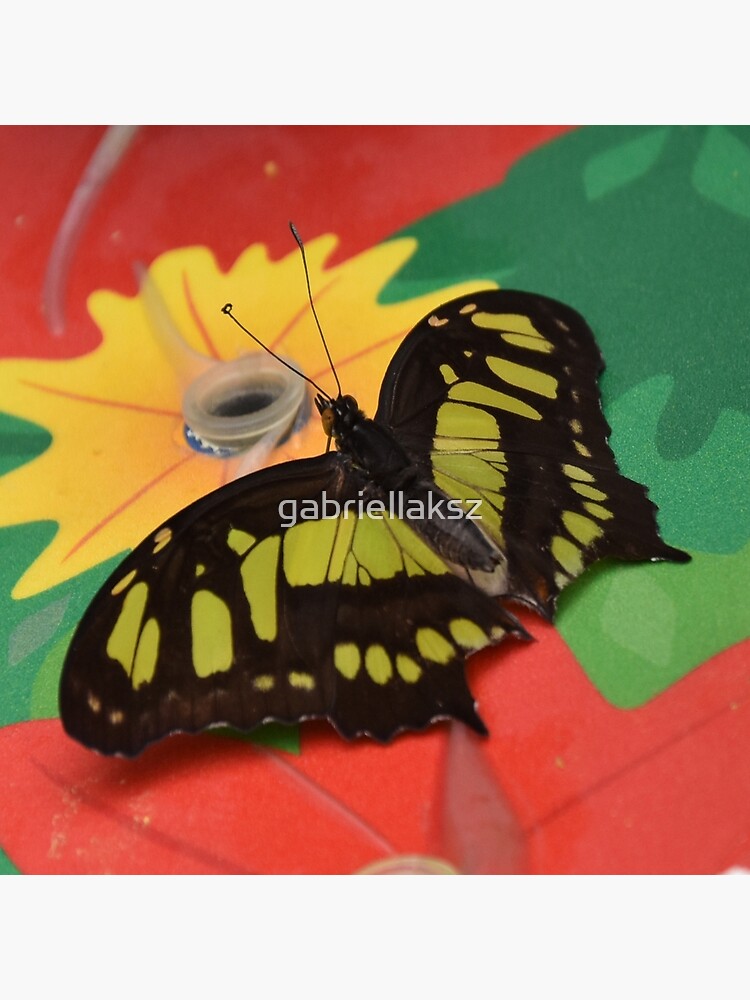 Malachite butterfly by gabriellaksz
