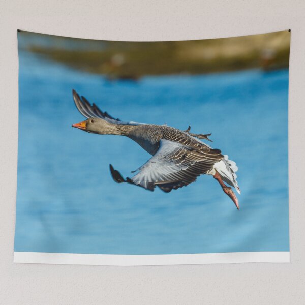 Item preview, Greylag fly-by designed and sold by Dalyndigital Photography.