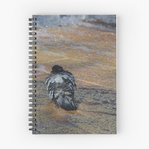 Item preview, Pidgeon cooling off in a fountain designed and sold by Gabriele Marcucci.