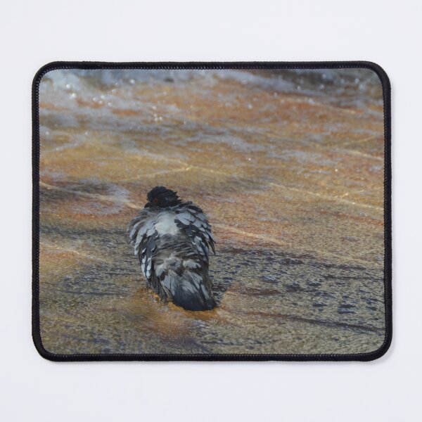 Item preview, Pidgeon cooling off in a fountain designed and sold by Gabriele Marcucci.