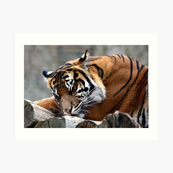 Sleeping tiger Art Print