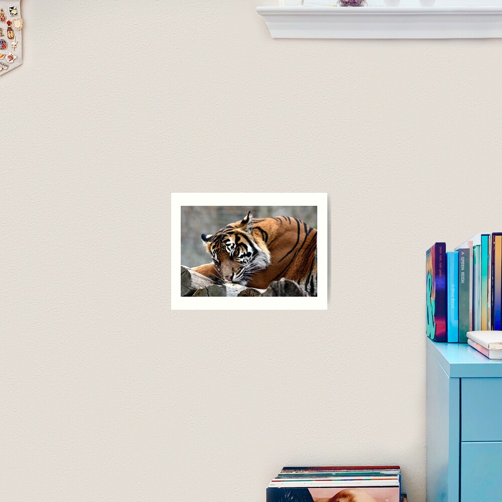 Sleeping tiger Art Print
