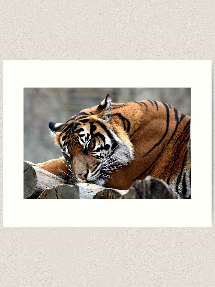 Alternate view of Sleeping tiger Art Print