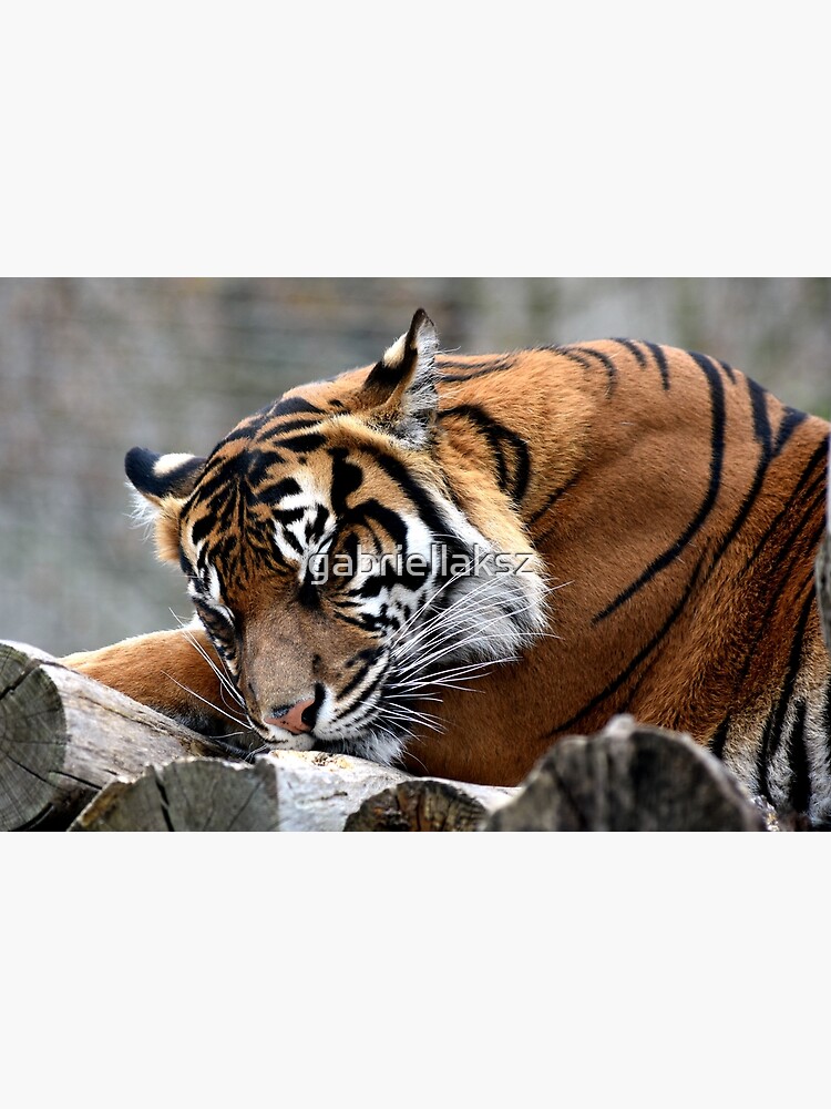 Sleeping tiger by gabriellaksz