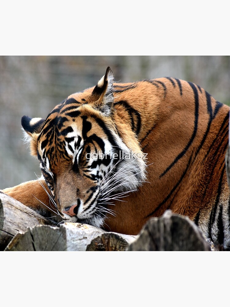 Sleeping tiger by gabriellaksz