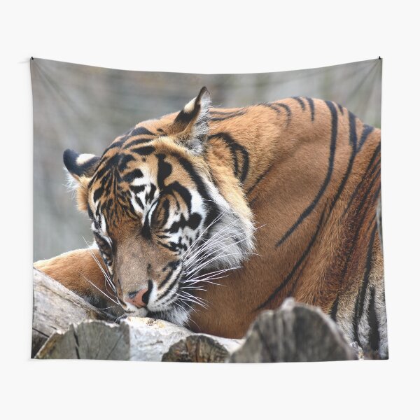 Sleeping tiger Tapestry