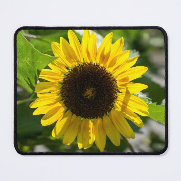 Item preview, Sunny Sunflower - the Beautiful National Flower of Ukraine designed and sold by Georgia Mizuleva.