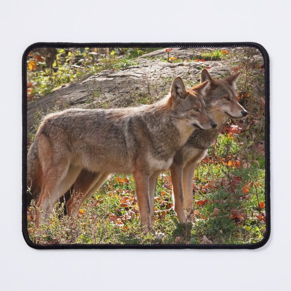 Item preview, Coyotes designed and sold by rootedrender.