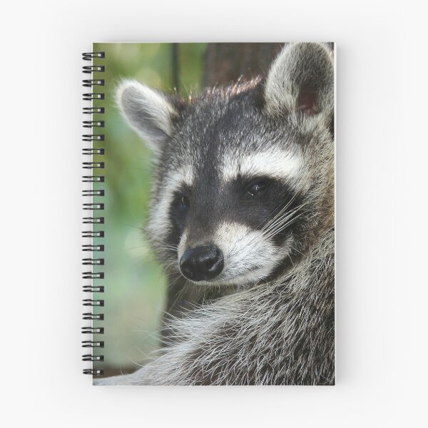 Item preview, Racoon 001 designed and sold by JAMFoto.