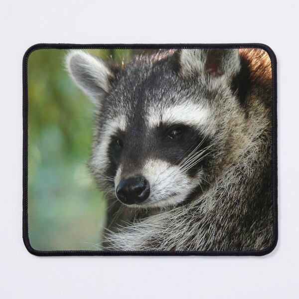 Item preview, Racoon 001 designed and sold by JAMFoto.