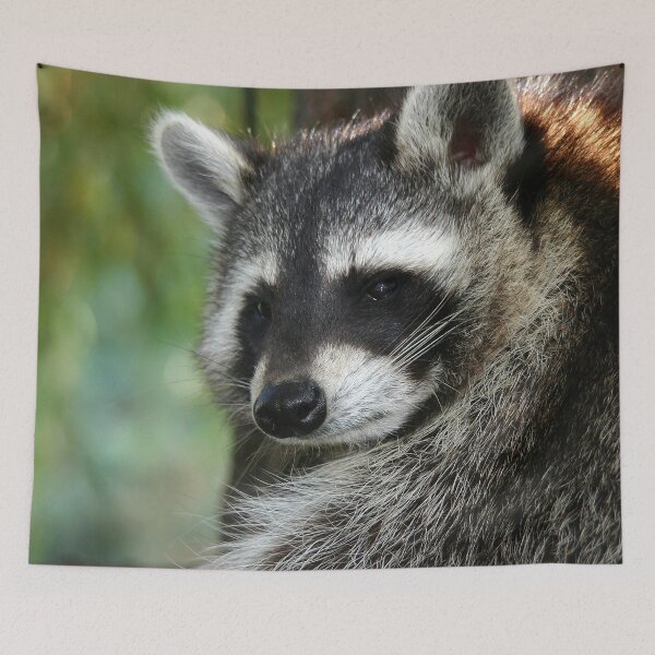 Item preview, Racoon 001 designed and sold by JAMFoto.