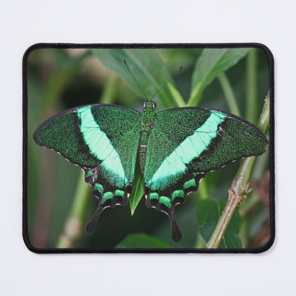 Item preview, Emerald swallowtail designed and sold by rootedrender.