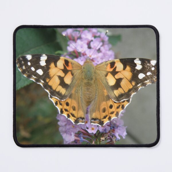 Item preview, Painted Lady Butterfly and Buddleia Photograph designed and sold by naturegallery.