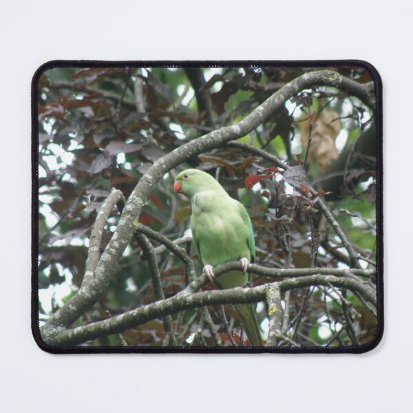 Item preview, Ring Necked Parakeet in Copper Beech Tree Photograph designed and sold by naturegallery.