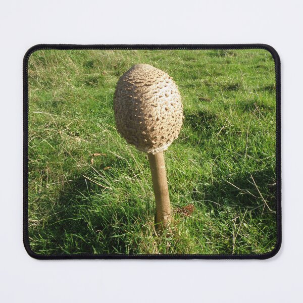 Item preview, Shaggy Parasol Fungus Photograph designed and sold by naturegallery.