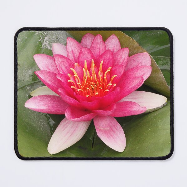 Item preview, Pink water lily designed and sold by rootedrender.