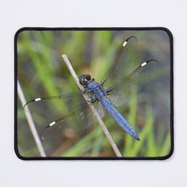 Item preview, Dark blue dragonfly designed and sold by rootedrender.