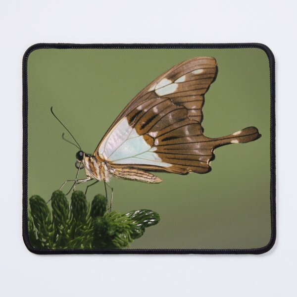 Item preview, Mocker swallowtail designed and sold by rootedrender.