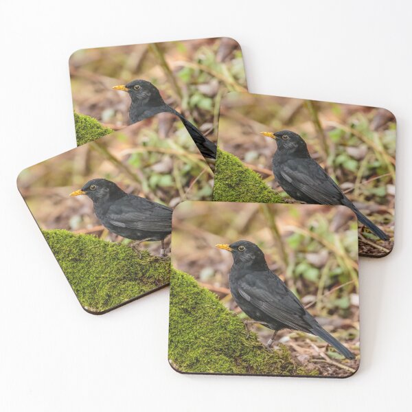 Item preview, Male Blackbird designed and sold by Dalyndigital Photography.