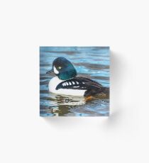 Barrows Goldeneye Acrylic Block