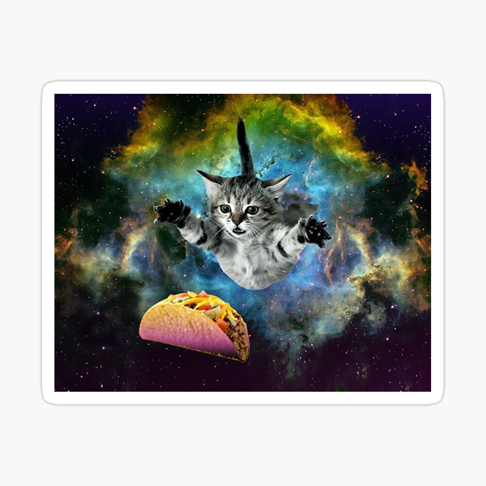 taco space cat