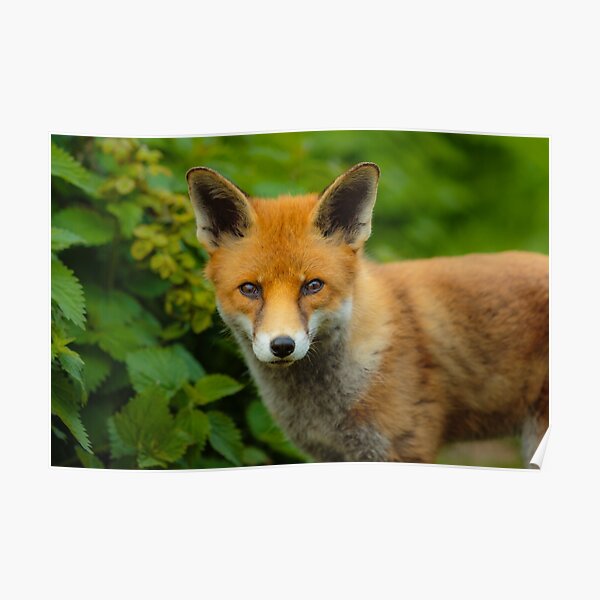 A PROWLING FOX ULTRA REAL & INCREDIBLE LIFE SIZE & STUNNING FOR HOME & GARDEN 
