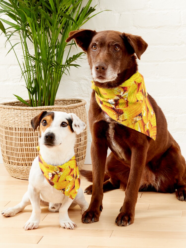 Nebraska Dog Bandana  Nebraska Cornhuskers Pet Collar Bandana