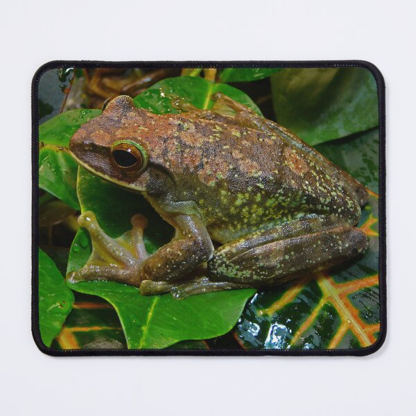Item preview, Bright-eyed white-lipped tree frog designed and sold by rootedrender.