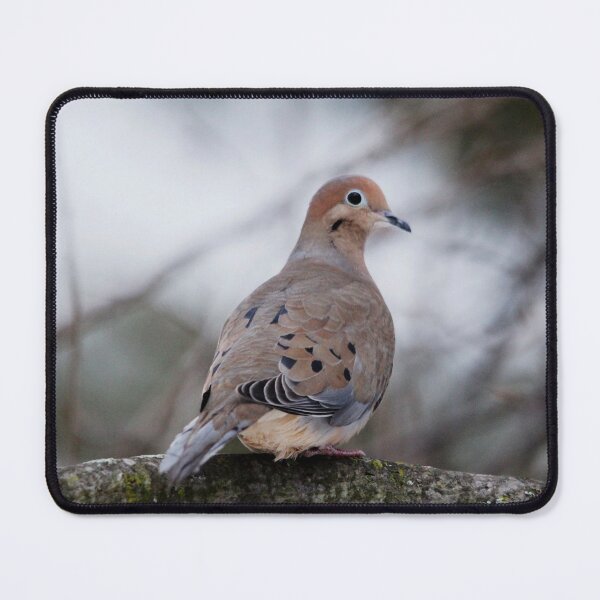Item preview, Mourning Dove Sitting Pretty designed and sold by Debbie Oppermann.