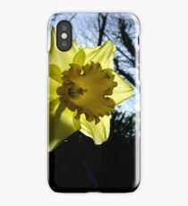Daffodil (Narcissus) iPhone Case/Skin