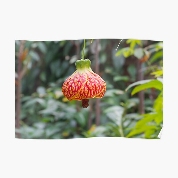 Flower Basket Poster