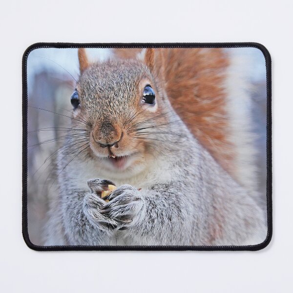 Item preview, Squirrel Buddy designed and sold by Autumn Seas Photography.