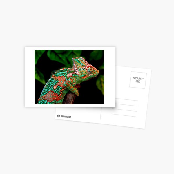 Multiple Personality Disorder Postcard