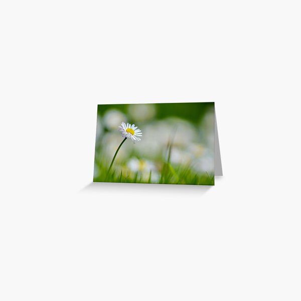 Daisey Greeting Card