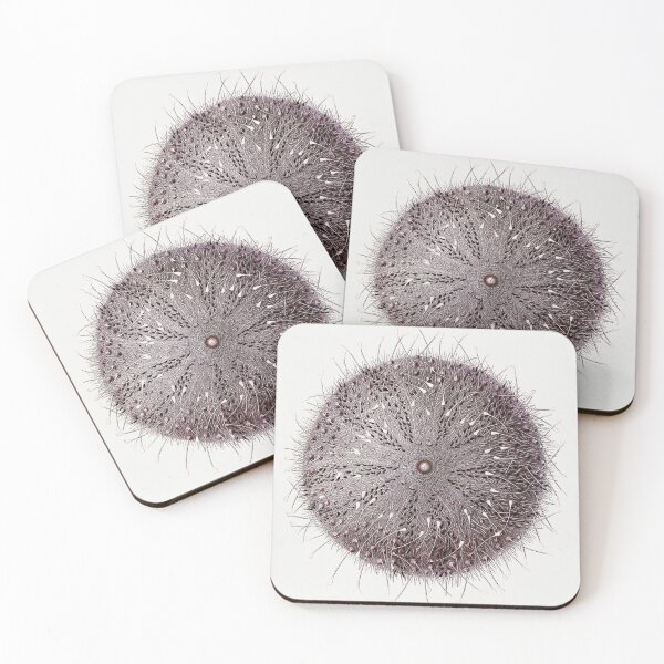 Item preview, Antique Sea Urchin by Albert I designed and sold by jadeandjester.