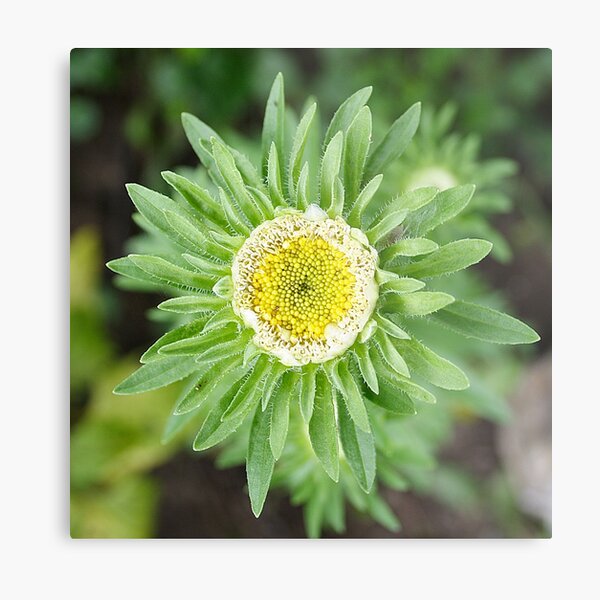 Aster Hulk Metal Print